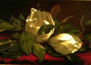 Martin Johnson Heade Magnolia hgh France oil painting artist